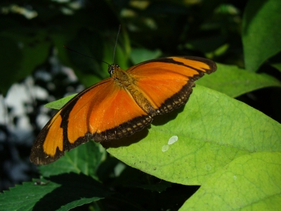 Schmetterling 3: Dryas Julia (Flamme)
