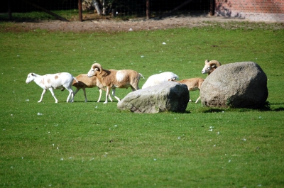 Leben auf der Weide