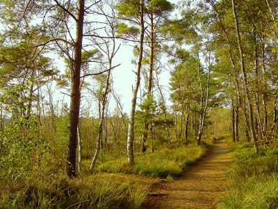 lichter Herbstwald