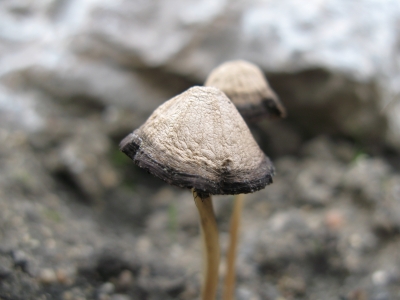wildwachsender Pilz