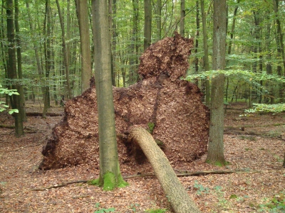 Umgestürzter Baum