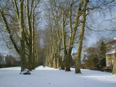 Tübinger Platanenallee im Winter