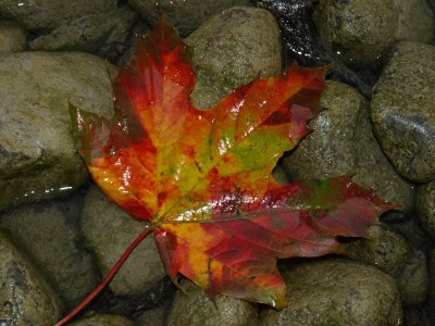 Herbstblatt am Seeufer