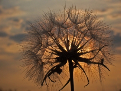 Wiesenbocksbart