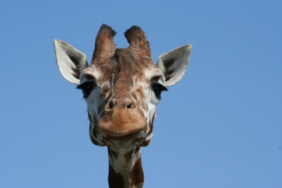 Dumme Giraffe?