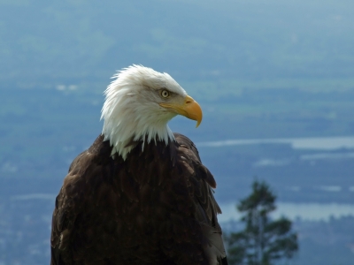 Weisskopfseeadler