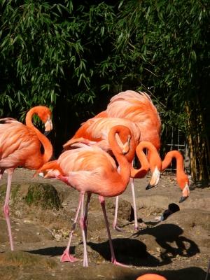 Flamingos