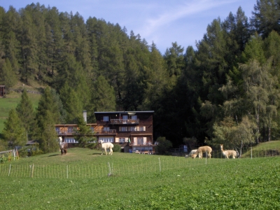 Lama in der Schweiz