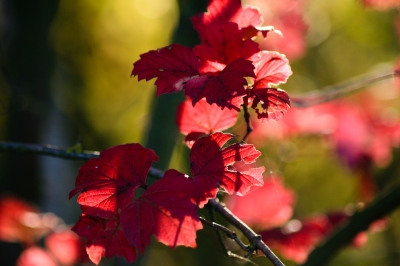 Herbstleuchten