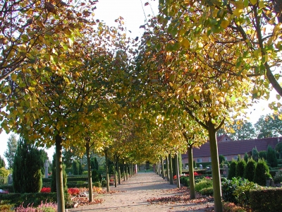 Friedhofsbäume im Herbst