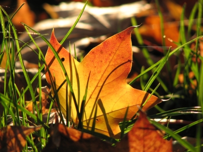 Herbstblatt im Gras