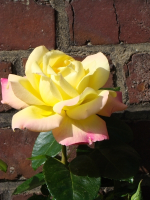 Gelbe Rose an der Mauer