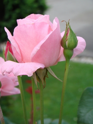 rosa Rose mit Knospe