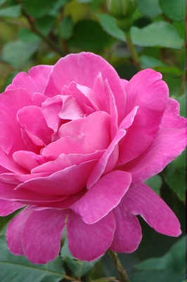 voll erblühlte pink Rose