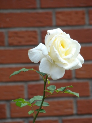 weiße Rose am Haus