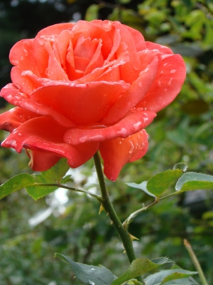 Rose im Regen