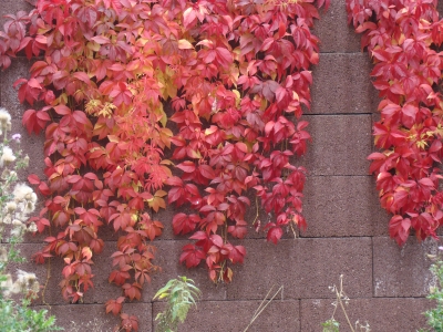 rotgefärbtes Herbstlaub an der Mauer
