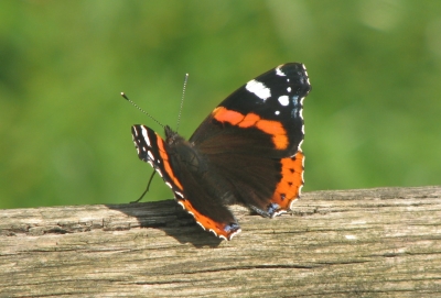 Schmetterling