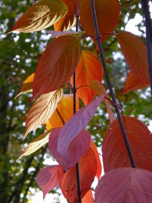 Herbstfarben 2