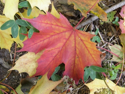 Herbstfarben 3