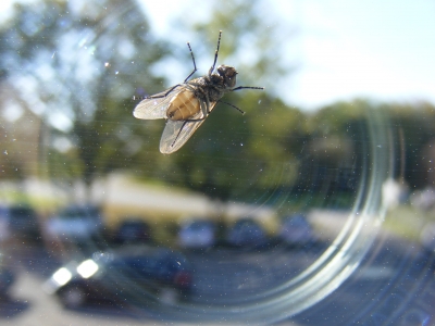 Fliege auf Glas