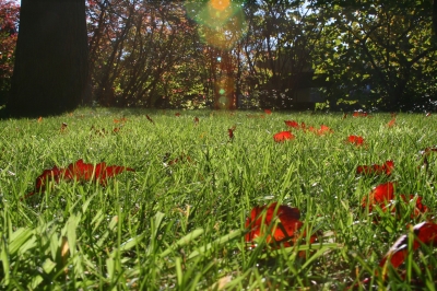 Herbstwiese im Sonnenschein