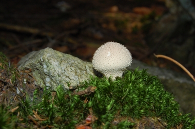 Igel Pilz ( Flaschenstäubling)