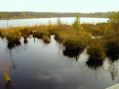 Moorsee im Herbst