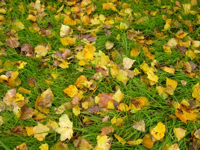 Herbstblätter im Gras