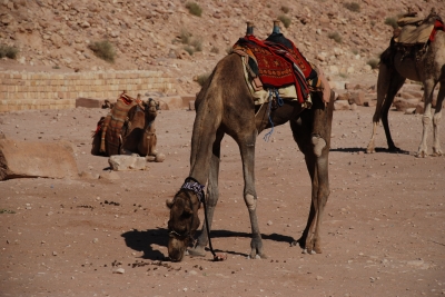 Das Kamel - ein Perpetum mobile?