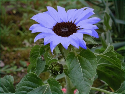 Blauesonnenblume