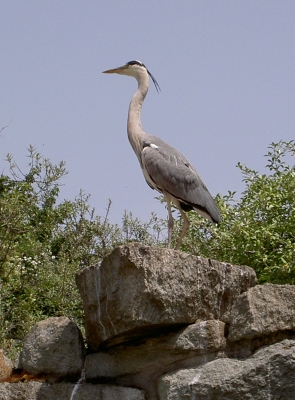 Fischreiher