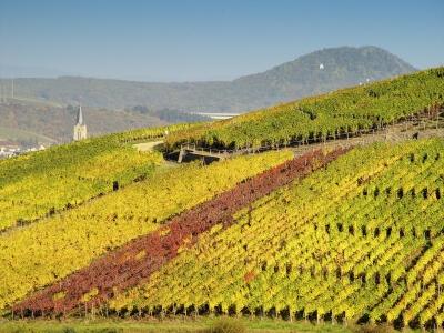 Weinbergslage Bachemer Karlskopf (Ahr)