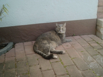 Katze Lady Melody