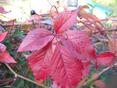 Rotes Laub mit Bewohner