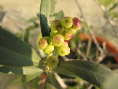 Früchte des Olivenbaumes