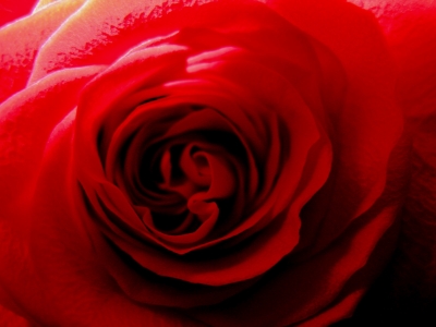 Das Innere der Rose