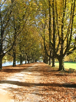 Herbstliche Allee