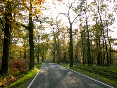 Straße durch den Herbstwald