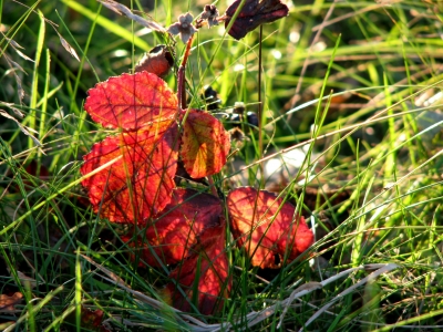 rote Blätter im Gras