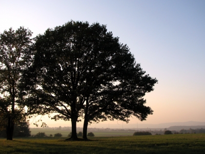 Baum im Herbst-Abendlicht