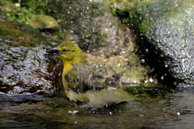 Grünfink am Baden