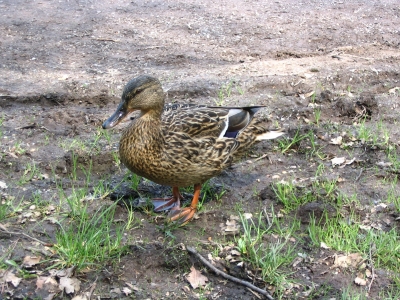 Ente