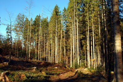 Bayrischer Wald