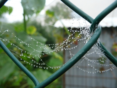 Spinnennetz am Zaun
