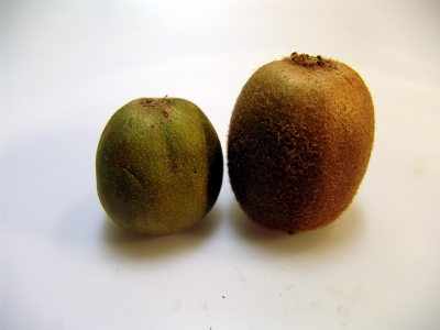 Kiwi rot und grün