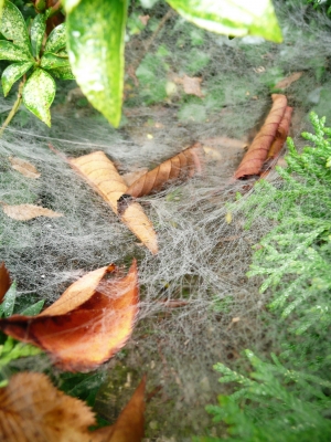 Spinnengewebe mit Laub