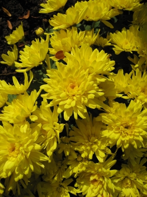 Blumen in gelb  ...