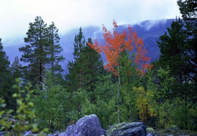 Wald in Schweden