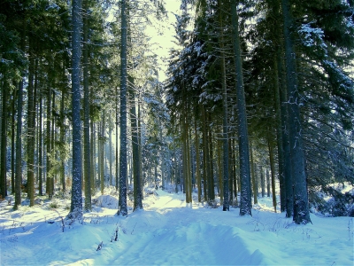 ein Wintertag im Schwarzwald